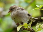 FZ020185 House sparrow (Passer domesticus).jpg